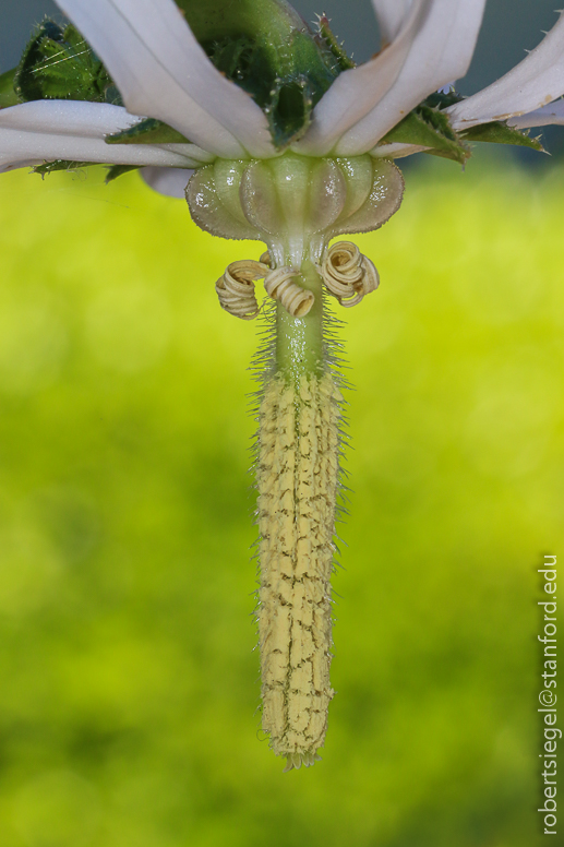 michauxia bellflower